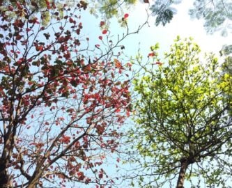 Changing technology and leaves