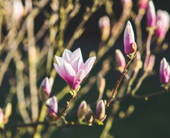 flowers emerging and culture