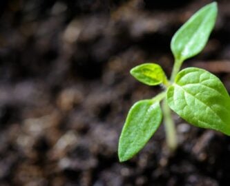 plant growing in soil