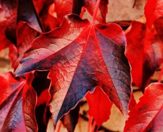 changing leaves