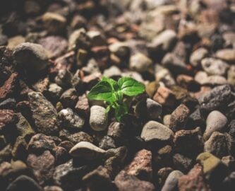 plant growing in rocks