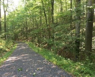 trail in woods
