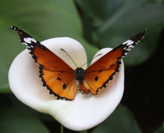 butterfly